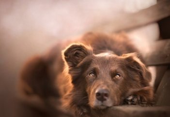 Можно ли держать собак в Исламе? | Ислам Sound