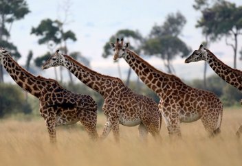 Жабайы жануарлардың генетикалық эволюциясы жылдам жүре бастады