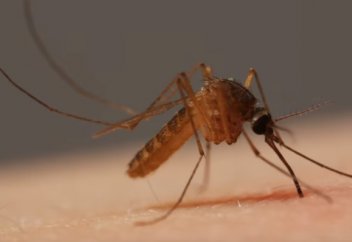 Жануарлар әлемі: Масаның адам қанын қалай ішетіні анықталды (видео)