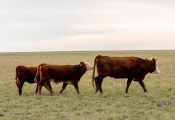 В Казахстане закрылось 24 тыс. крестьянских хозяйств за два года