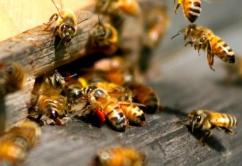 Адамдар кесірінен аралар шағылысудан қалып барады