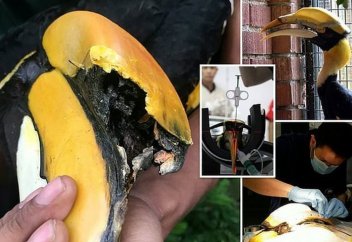 Экзотикалық құсқа протез тұмсық салынды (11 фото+1 видео)