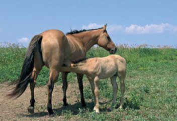 Ел іші: Биыл ауыл шаруашылығын қолдауға мемлекеттен 200 млрд теңге бөлінбек (видео)