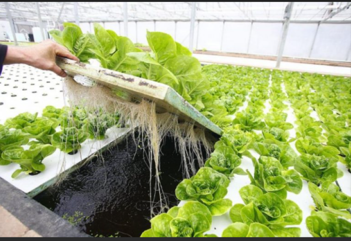 Мұсылман елінің тұтас бір провинциясы ауыл шаруашылығын жүргізуде гидропонды технологияға көшеді