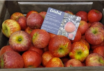 В Германии представили новый сорт яблок Cristal