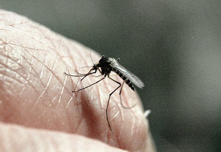 Открыты неожиданные последствия комариных укусов