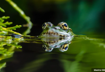 Өзін жұтқан бақаның асқазанында қорытылып кетпей артынан аман шығатын тіршілік иесі (видео)