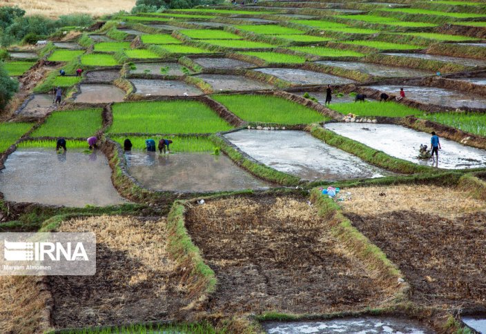 Посадка саженцев риса в провинции Чехармехаль и Бахтиария (Иран, фото). Как японцы выращивают рис (видео)
