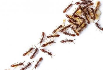 Құмырсқалар үйірі шешім қабылдарды нейрон желісі секілді әрекет етеді (видео)