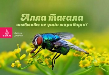 Алла тағала шыбынды не үшін жаратқан?