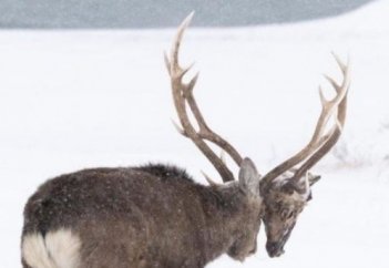 Бір бұғы екінші бұғының басын жұлып алды (видео)