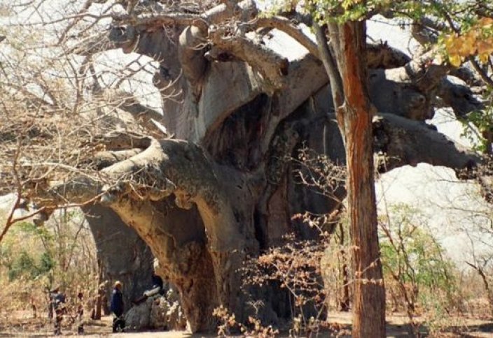 В Африке гибнут тысячелетние баобабы