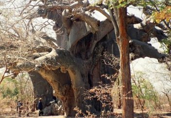 В Африке гибнут тысячелетние баобабы