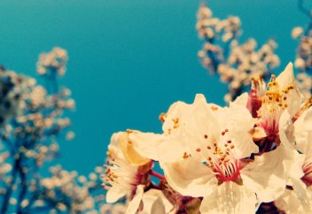 Комментарии к суре Ихлас