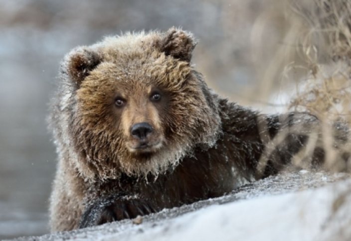 Ресейде жетім қалған қонжықтарға қолдан апан қазылды (видeо)