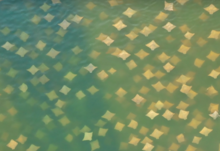 Как осенний листопад. Миграцию тысячи скатов засняли на видео