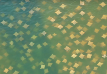 Как осенний листопад. Миграцию тысячи скатов засняли на видео