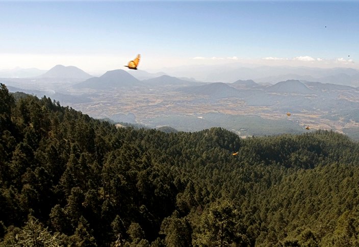 Из Северной Америки начали исчезать бабочки