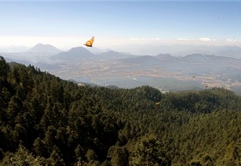 Из Северной Америки начали исчезать бабочки