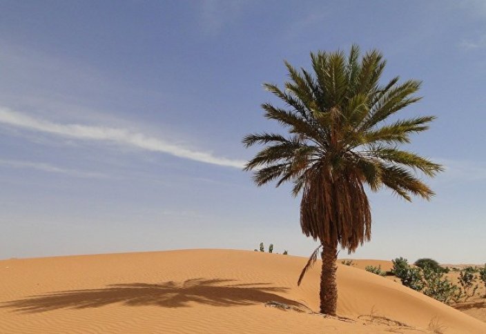 NoonPost (Египет): пальма — эффективное оружие против экологических проблем в арабском мире