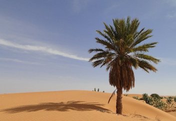 NoonPost (Египет): пальма — эффективное оружие против экологических проблем в арабском мире