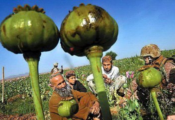 Страны ШОС создают единый центр борьбы с наркотрафиком в Центральной Азии