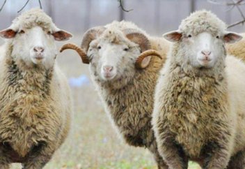 Обряд жертвоприношения в Исламе