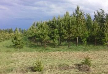 На 12 тыс. га увеличилась за 5 лет площадь леса в Павлодарской области