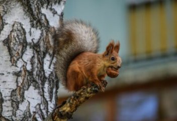 Жануарлар да адамдар секілді өз артықшылықтарын ұрпағына мұраға қалдырады