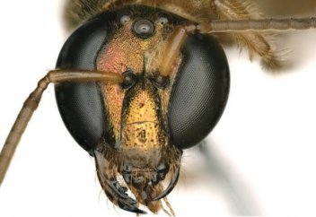 Жартылай еркек, жартылай ұрғашы жәндік