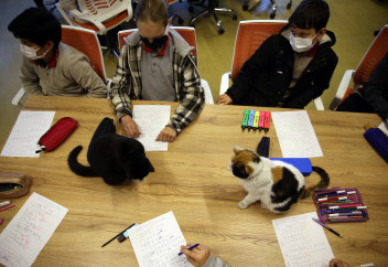 Разные: В турецкой школе можно писать контрольные с кошкой на руках