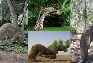 Ағаш та сәжде жасайды