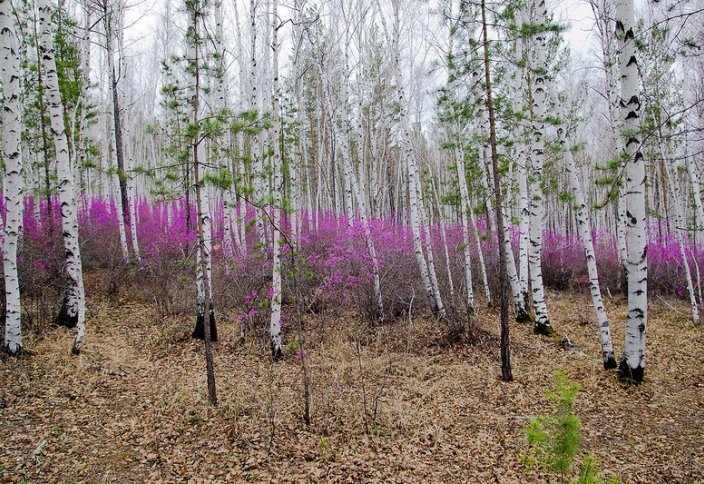 Российские климатологи спрогнозировали цветущее будущее Сибири