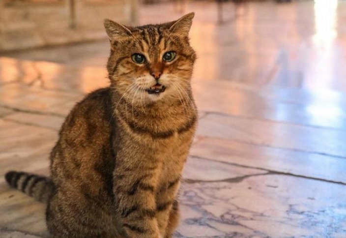 В Стамбуле умерла знаменитая кошка Гли, жившая в Айя-Софии (фото)