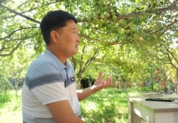 “Бір түптен 100 келі аламыз”. Алтай алма бағын қалай өсірді?