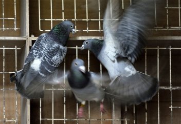 Мысырлықтардың кең тараған ермегі (хоббиі)