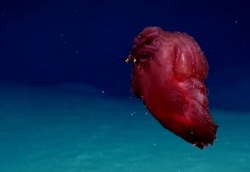 Антарктидада басы жоқ құбыжық жануар табылды (видео)