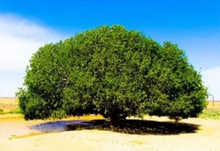 Алла елшісі ﷺ көлеңкесін саялаған ағаш әлі де гүлдеп тұр (видео)