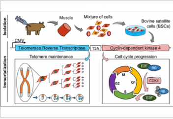 Арзан, жасанды ет өндірудің жаңа тетігі пайда болды