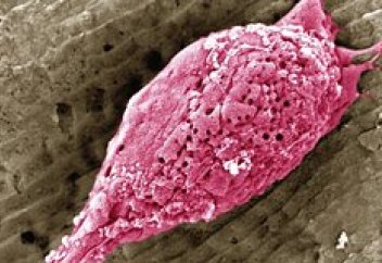 Бидай ақуызынан ет жасалды