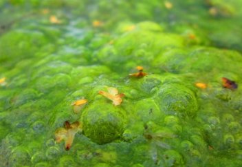 Ғалымдар өсімдіктер арқылы көмірқышқыл газын тыңайтқышқа айналдыру жолын тапты