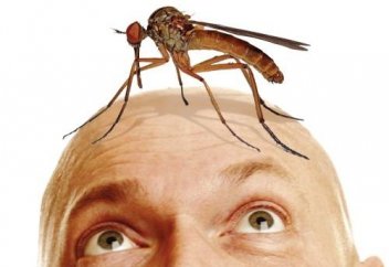 Маса кімдерді жиі шағады?