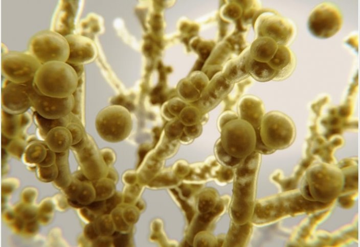Пандемия может привести к вспышкам опасного грибкового заболевания в больницах