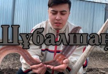 Жауын құрты адамзатты құтқарады