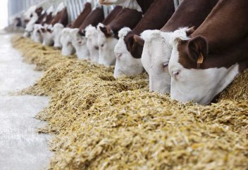 Ірі қара жемі үшін метанның бөлінуін азайтатын қоспа жасалды