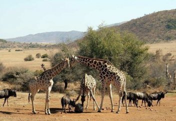 Мыңнан аса жабайы жануар бәссаудаға шығарылады