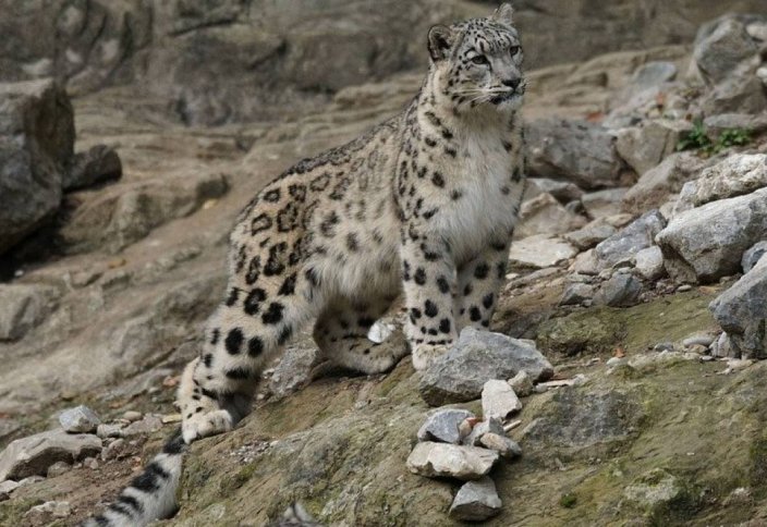 Международный день снежного барса: в Казахстане осталось 130 особей