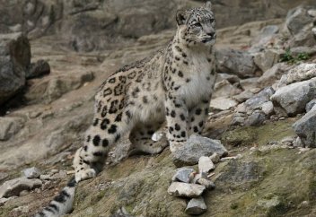 Международный день снежного барса: в Казахстане осталось 130 особей