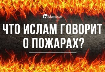 Небывалые лесные пожары уничтожают планету