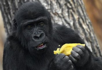 Экологи нашли 600 неучтенных видов вымирающих животных